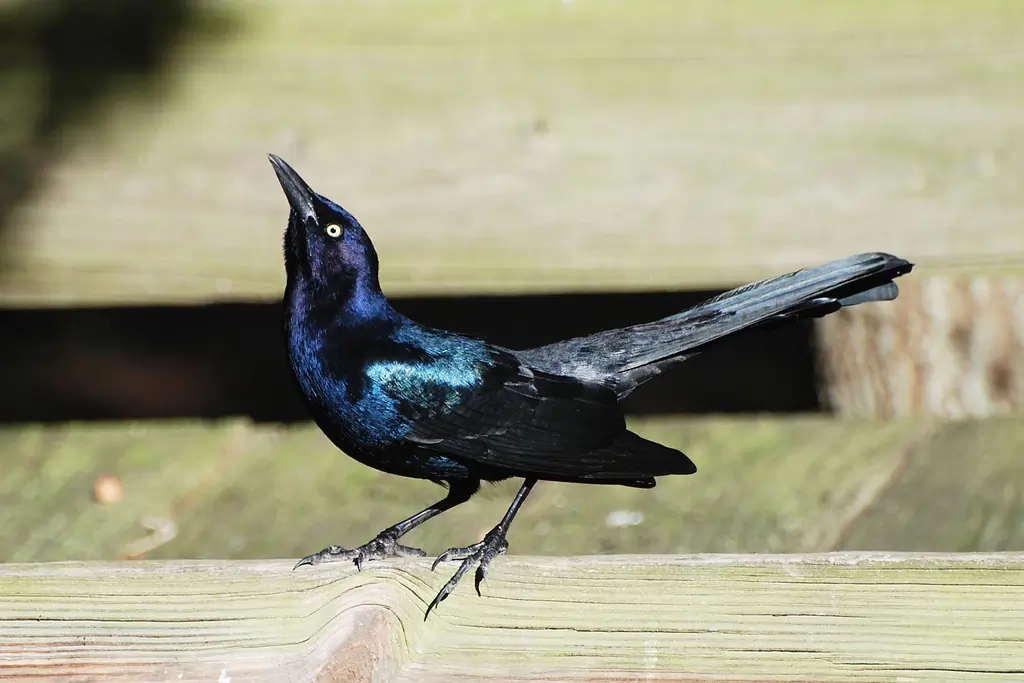 Boat-tailed grackle