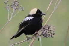 Bobolink