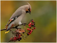 Bohemian waxwing