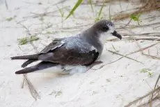 Bonin petrel