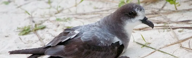 Bonin petrel