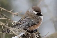 Boreal chickadee