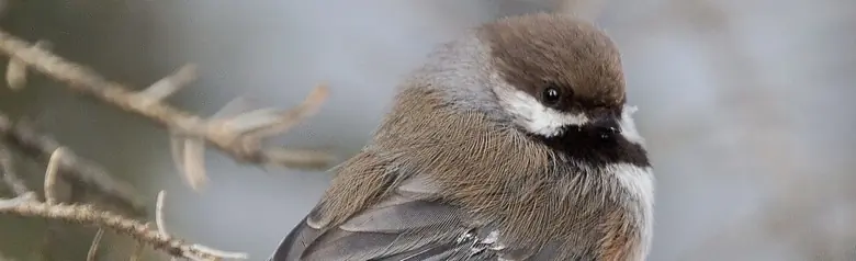 Boreal chickadee