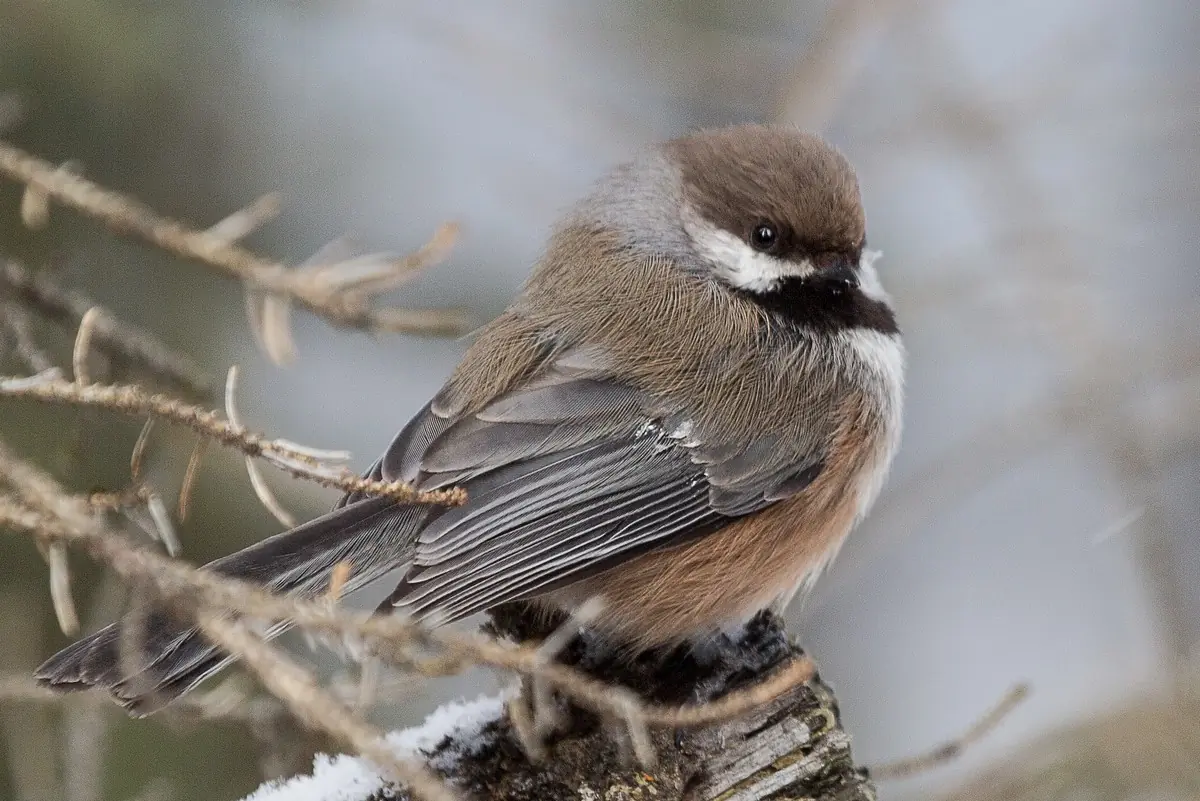 Boreal chickadee