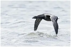Brant