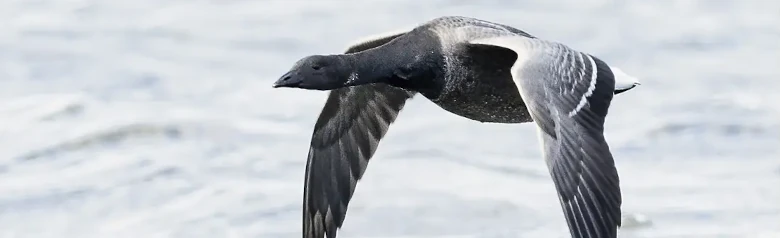 A Brant flies over the surface of the water. Its wings are very close to the water.