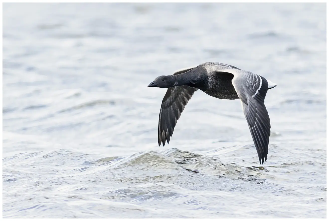 A Brant flies over the surface of the water. Its wings are very close to the water.