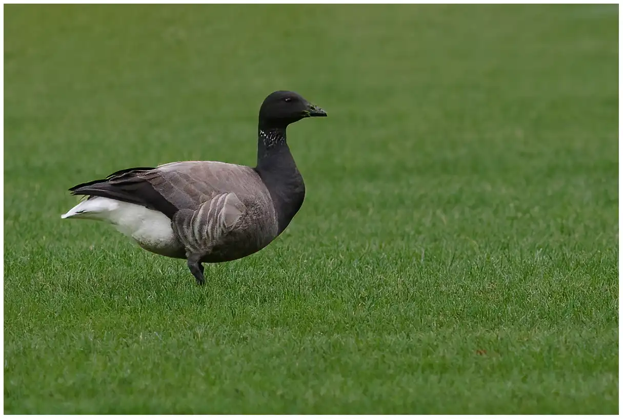 Brant
