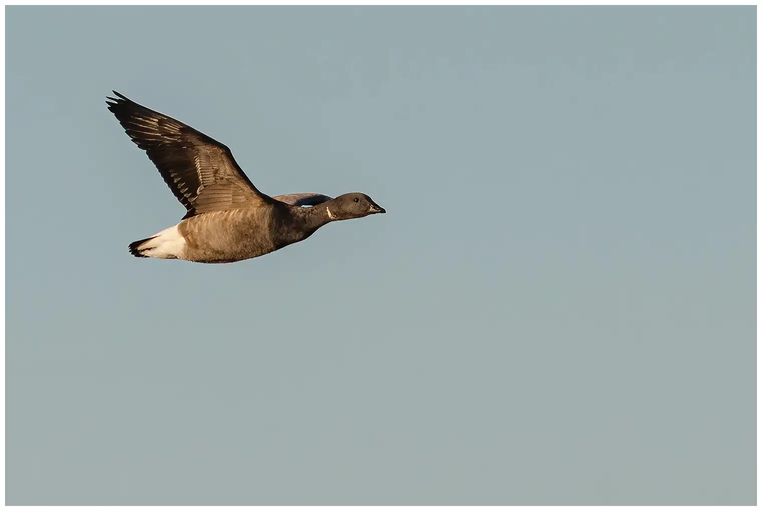Brant