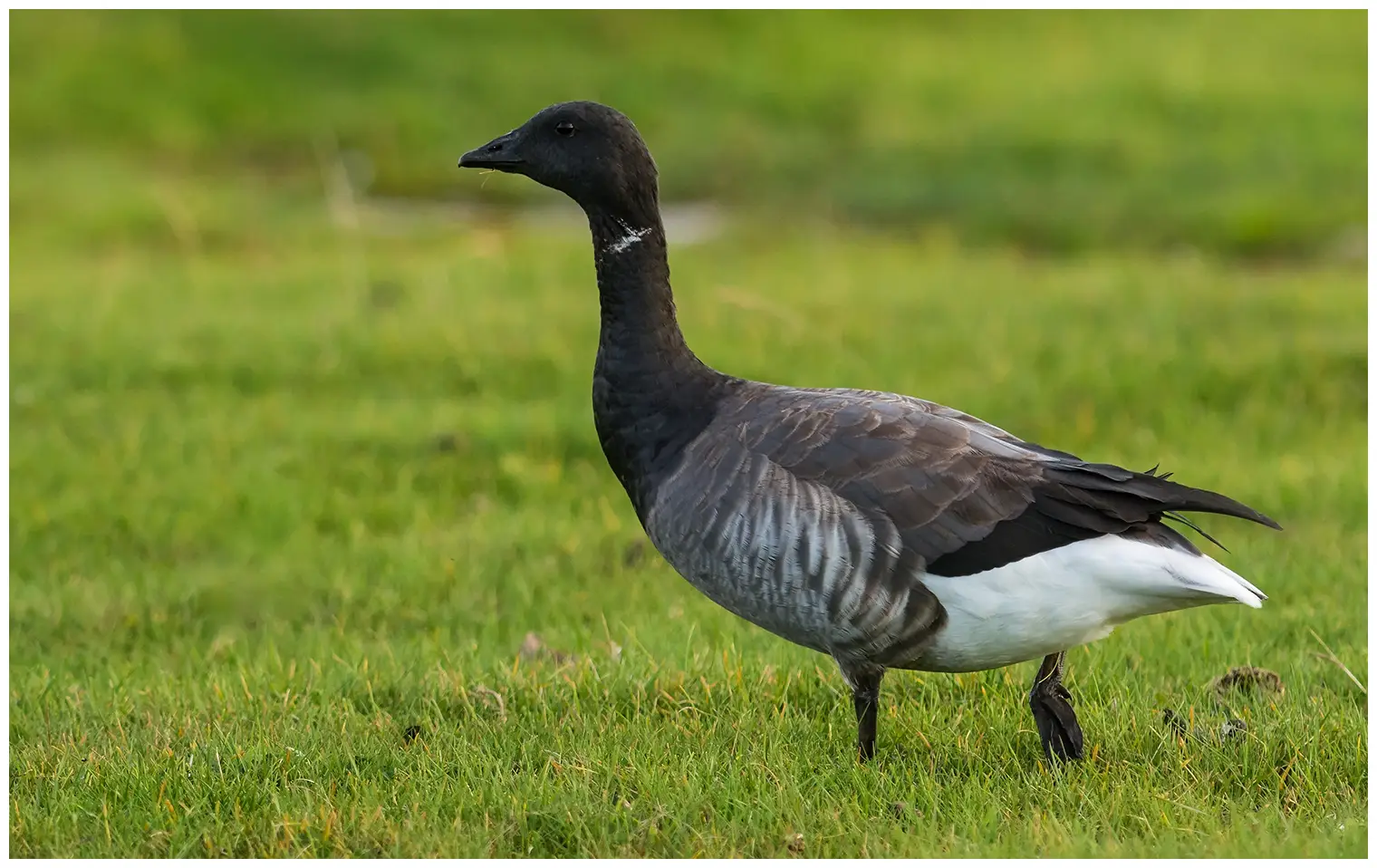 Brant