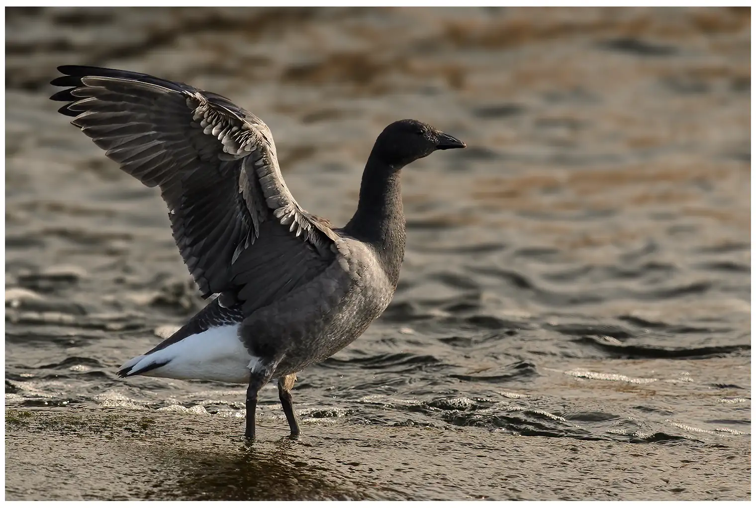Brant