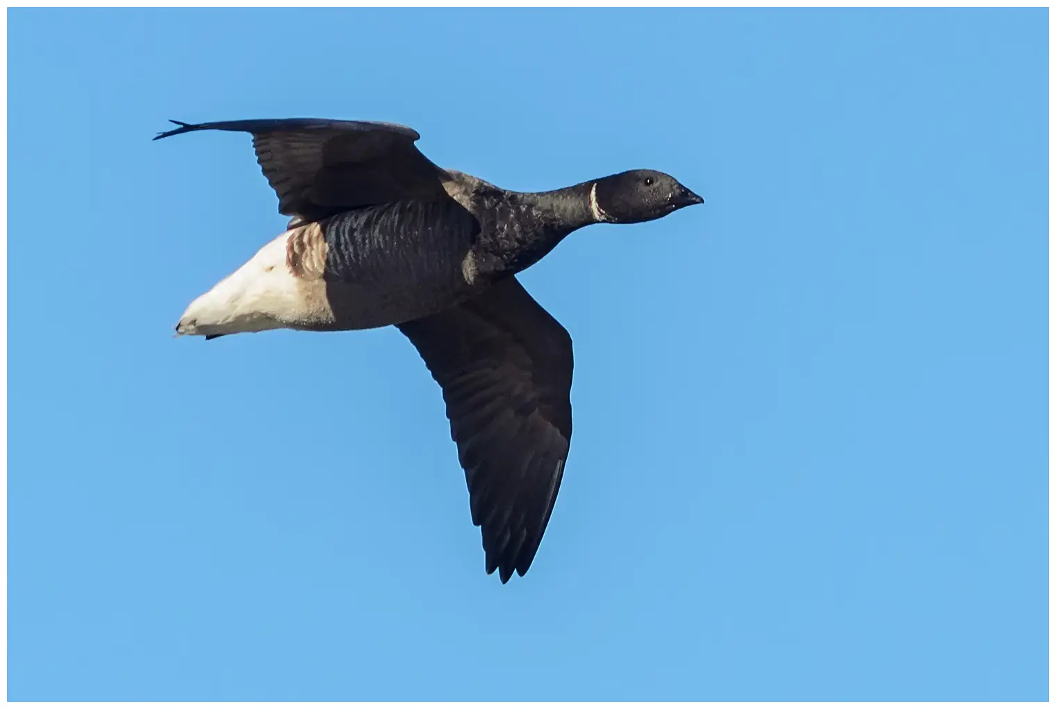 Brant