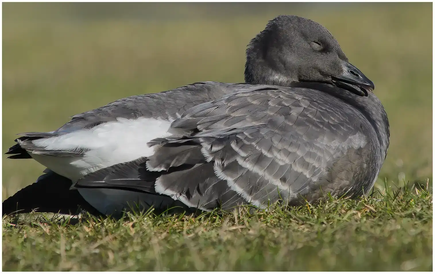 Brant