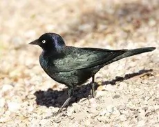 Brewer's blackbird