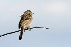 Brewer's sparrow