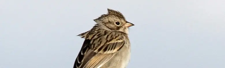 Brewer's sparrow