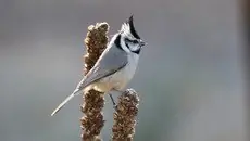 Bridled titmouse