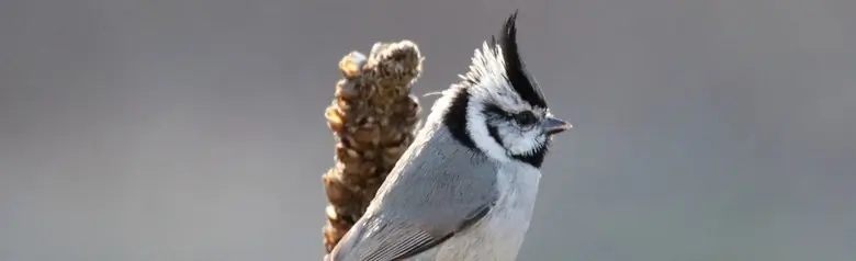 Bridled titmouse