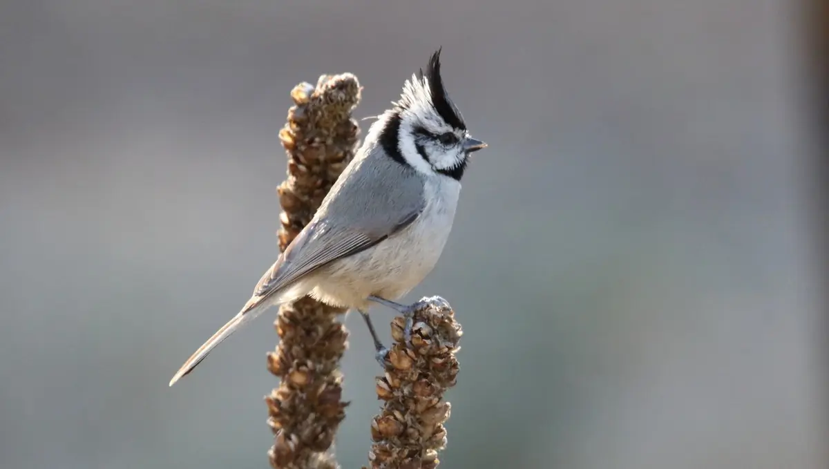 Bridled titmouse