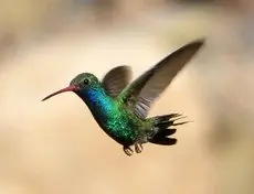 Broad-billed hummingbird