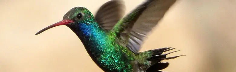 Broad-billed hummingbird