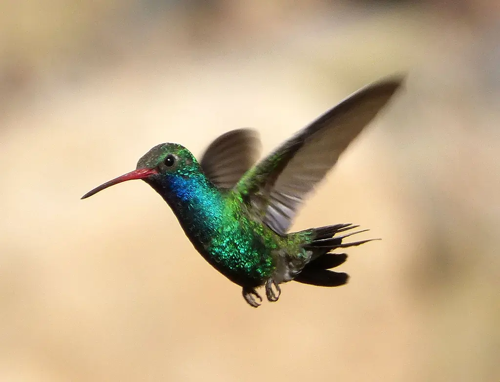Broad-billed hummingbird