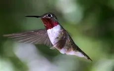 Broad-tailed hummingbird