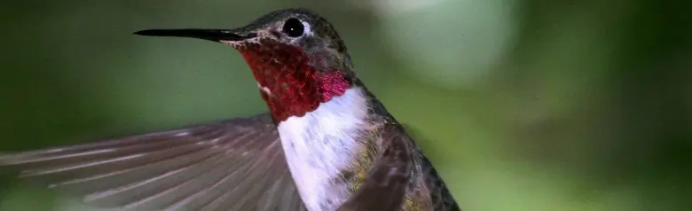 Broad-tailed hummingbird