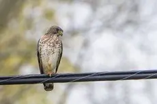 Broad-winged hawk
