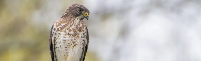 Broad-winged hawk
