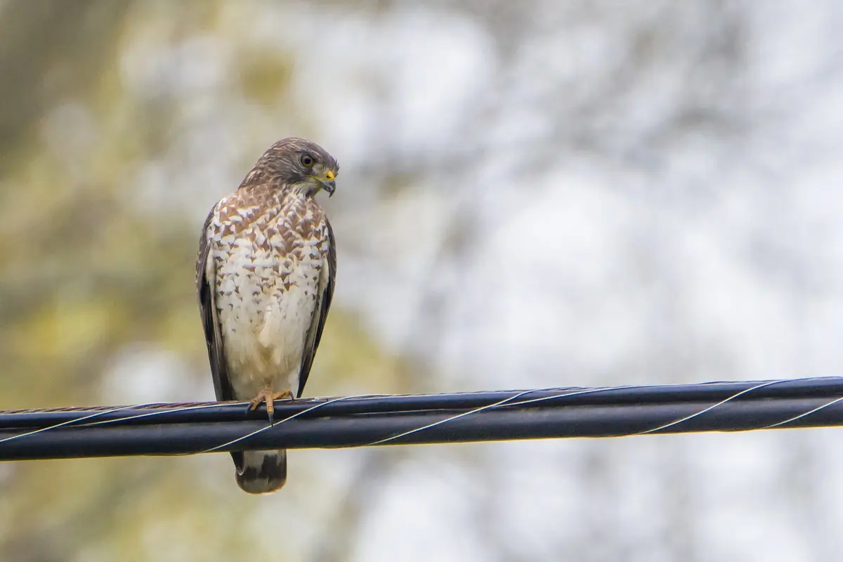 Broad-winged hawk