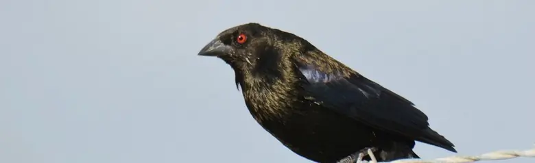 Bronzed cowbird