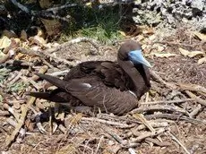 Brown booby
