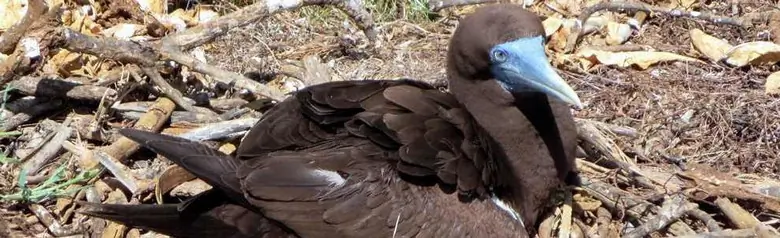 Brown booby