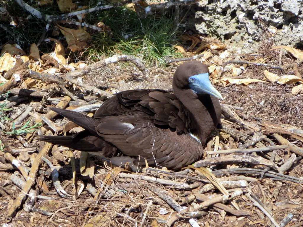 Brown booby
