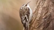 Brown creeper