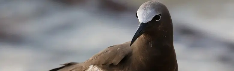 Brown noddy