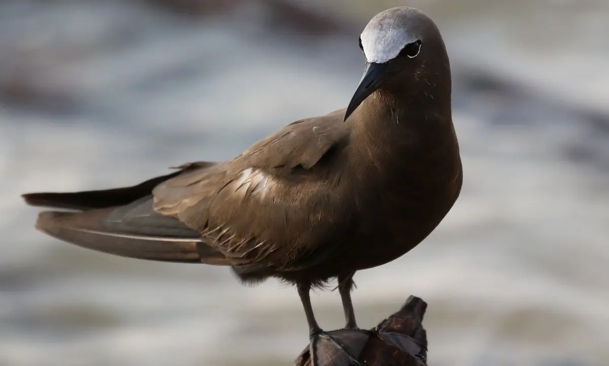 Brown noddy