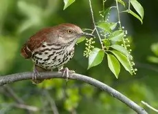 Brown thrasher