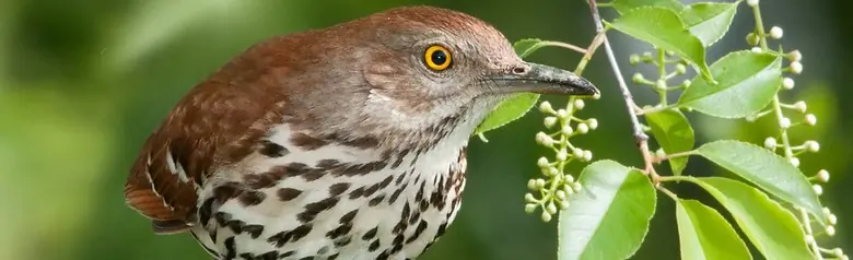 Brown thrasher