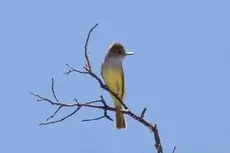 Brown-crested flycatcher