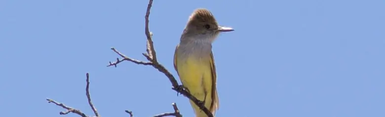 Brown-crested flycatcher