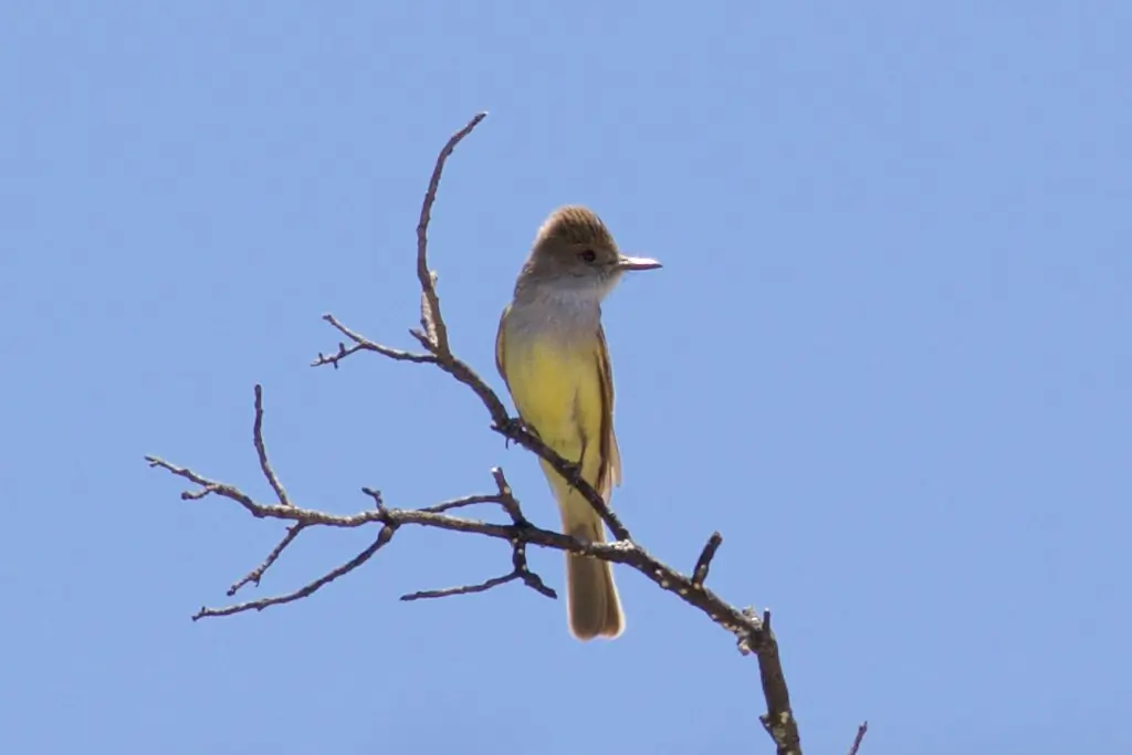 Brown-crested flycatcher