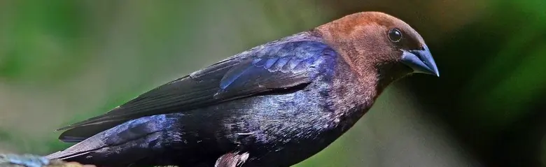 Brown-headed cowbird