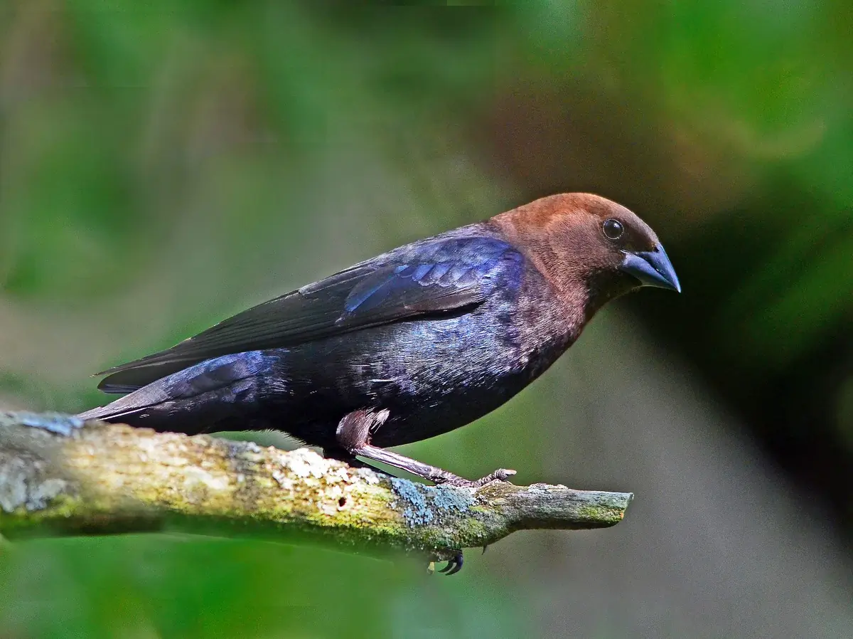 Brown-headed cowbird