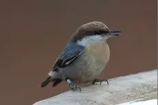 Brown-headed nuthatch
