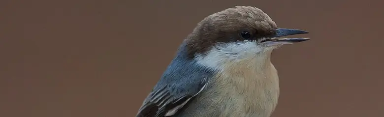 Brown-headed nuthatch