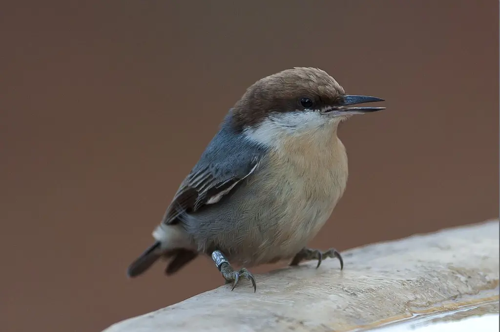 Brown-headed nuthatch