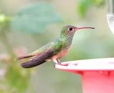 Buff-bellied hummingbird