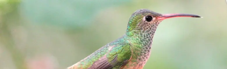Buff-bellied hummingbird